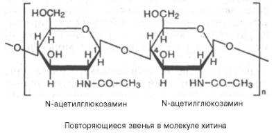 Повторябщиеся звенья в молекуле хитина