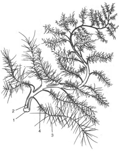 Протеогликановый агрегат (схема)