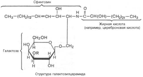 Структура Галактозилцерамида