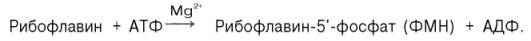 Синтез ФМН в организме животных из свободного рибофлавина и АТФ при участии специфического фермента рибофлавинкиназы