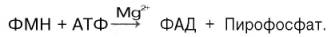 Образование ФАД в тканях протекает при участии специфического АТФ-зависимого фермента ФМН-аденилилтрансферазы