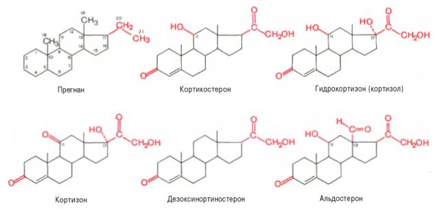 Прегнан, кортикостерон, гидрокортизон (кортизол), кортизон, дизоксинортиностерон, альдостерон