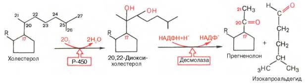 Биосинтез прегненолона – предшественника стероидных гормонов