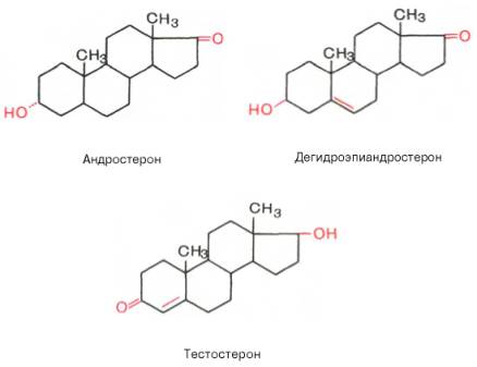 Андростерон, дигидроэпиандростерон, тестостерон