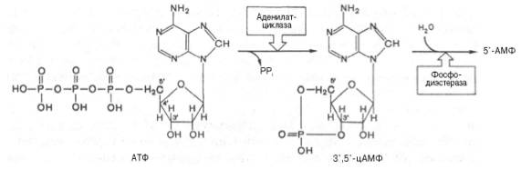Аденилатциклаза представляет собой интегральный белок плазматических мембран, его активный центр ориентирован в сторону цитоплазмы и катализирует реакцию синтеза цАМФ из АТФ