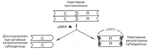 Ковалентная регуляция гликогенфосфорилазы