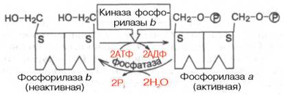 Ковалентная регуляция гликогенфосфорилазы