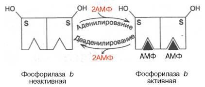Аллостерическая регуляция гликогенфосфорилазы