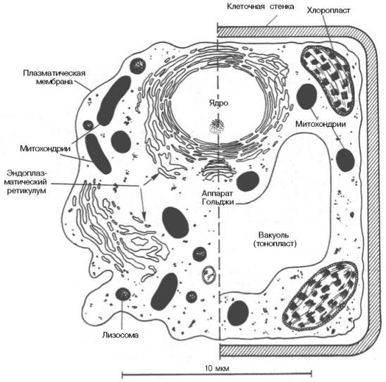 Схематическое изображение животной (слева) и растительной (справа) клетки