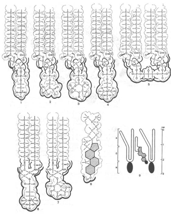 Химические формулы распространенных липидов биологических мембран: фосфатидилэтаноламин, фосфатидилсерин, фосфатидилинозит, фосфатидилхолин, кардиолипин, сфингомиелин, цереброзид, холестерин