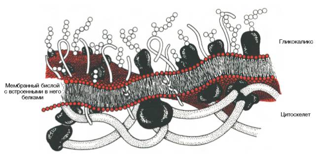 Схематическое изображение клеточной мембраны