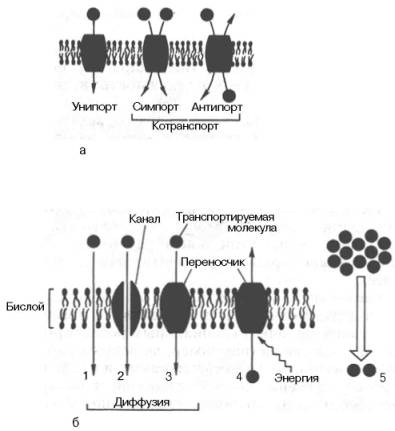 Перенос веществ через мембрану