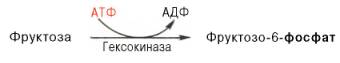 Фосфорилирование фруктозы до фруктозо-6-фосфата при участии фермента гексокиназы и АТФ