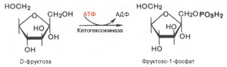 Фермент печени фруктокиназа может катализировать фосфорилирование фруктозы не по 6-му, а по 1-му атому углерода