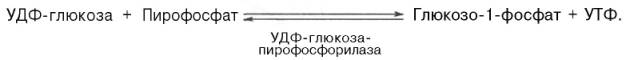 УДФ-глюкоза-пирофосфорилаза катализирует расщепление УДФ-глюкозы с образованием глюкозо-1-фосфат