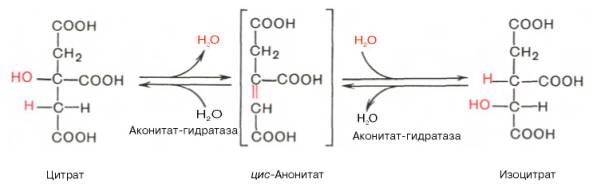 Гидратация-дегидратация молекулы цитрата