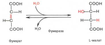 Образование оксалоацетата из L-малата