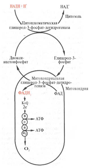 Глицеролфосфатный челночный механизм (см. текст)