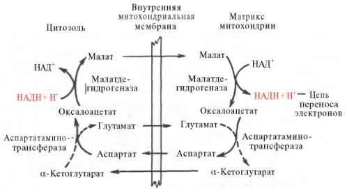 Малат-аспартатная челночная система для переноса восстанавливающих эквивалентов от цитозольного НАДН в митохондриальный матрикс (см. текст)
