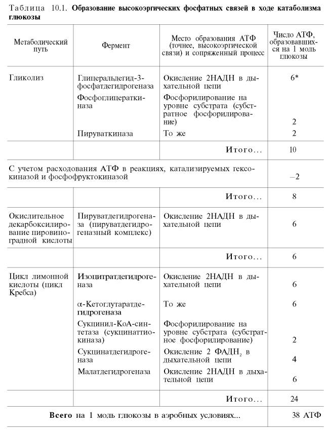 Образование высокоэргических фосфатных связей в ходе катаболизма глюкозы