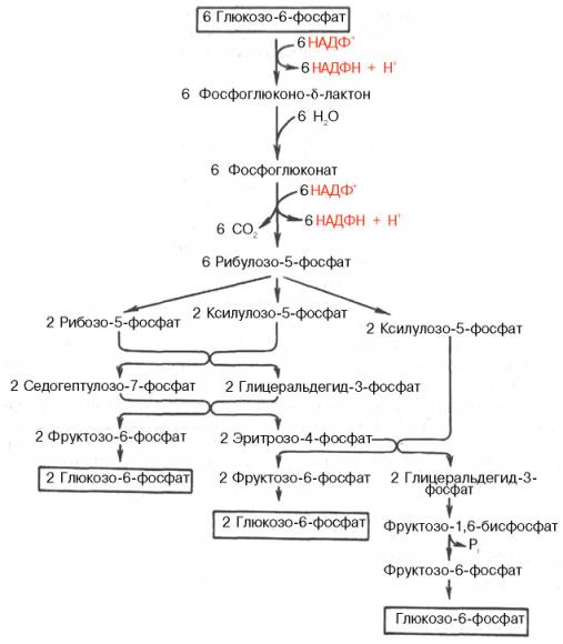 Пентозофосфатный путь окисления углеводов