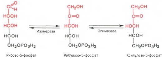 Действие эпимеразы на рибулозо-5-фосфат