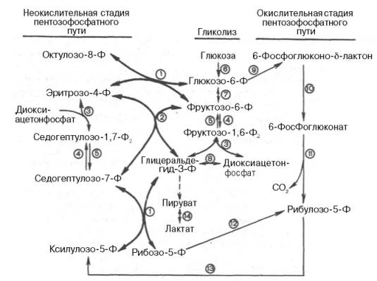 Современная схема пентозофосфатного пути окисления углеводов, отражающая его связь с гликолизом (по Херсу)