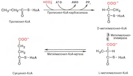 Gропионил-КоА включается в цикл трикарбоновых кислот после превращения в сукцинил-КоА