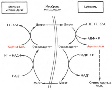 Челночный цикл