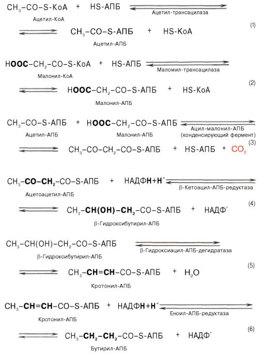 Последовательность реакций, происходящих при синтезе жирных кислот