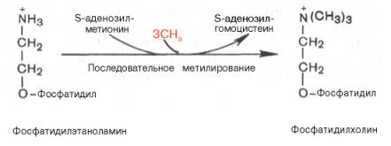 Образование фосфатидилхолина из фосфатидилэтаноламина