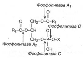 Гидролитическое расщепление фосфолипазами строго определенных связей фосфолипидов