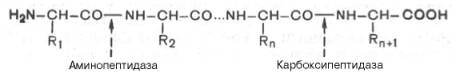 Экзопептидазы катализируют гидролиз пептидной связи