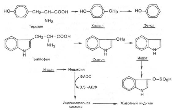 Микробные ферменты кишечника вызывают постепенное разрушение боковых цепей циклических аминокислот, в частности тирозина и триптофана, с образованием ядовитых продуктов обмена – соответственно крезола и фенола, скатола и индола