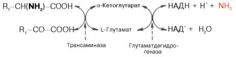 Механизм трансдезаминирования